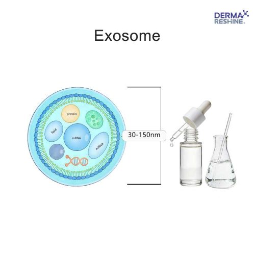 Exosome Exosome