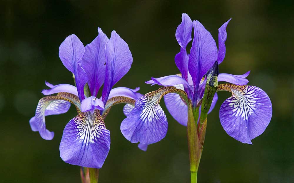Iris flower