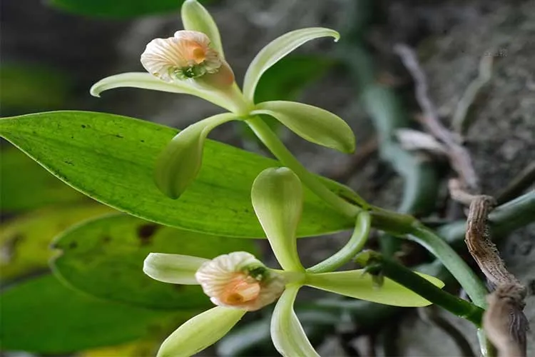 Vanilla Pods Florwer