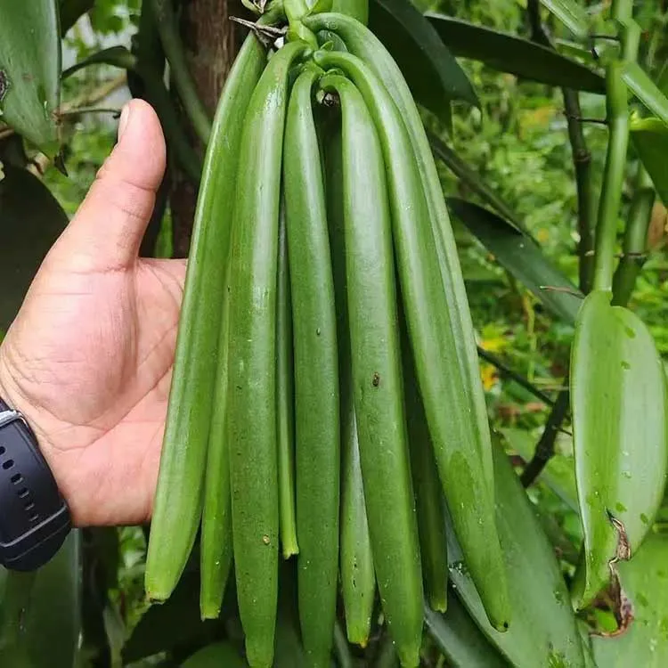Vanilla Pods